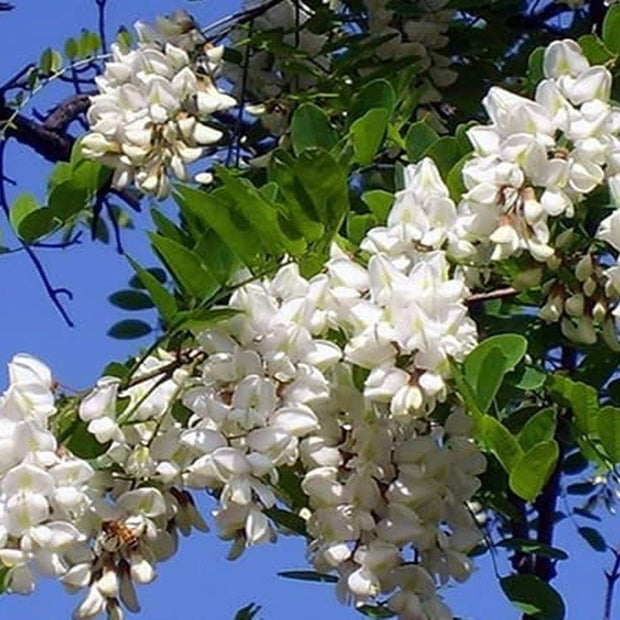 Black Locust False Acacia Tree - 50 Seeds - Robinia Pseudoacacia - South Mountain Nursery