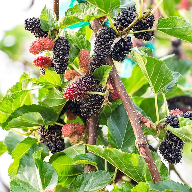 Black Mulberry - 50 Seeds - Morus Nigra, Non GMO, Heirloom - South Mountain Nursery