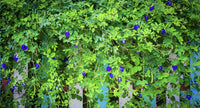 Blue Butterfly Pea Vine Flower - 35 Seeds - South Mountain Nursery