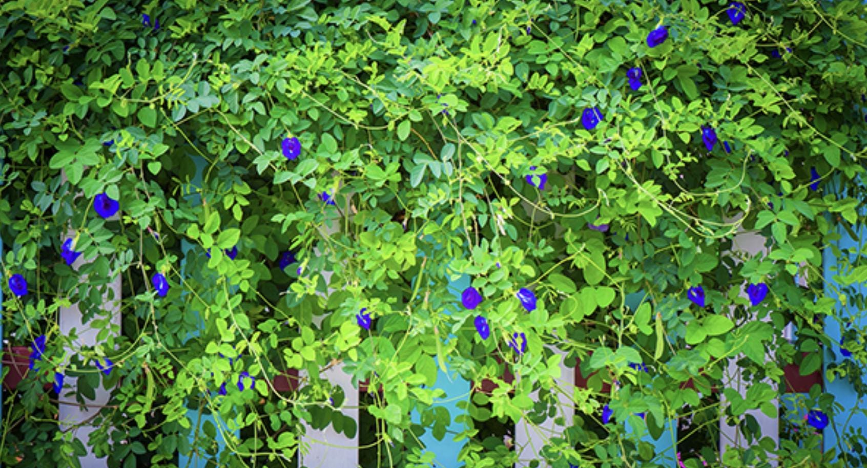 Blue Butterfly Pea Vine Flower - 35 Seeds - South Mountain Nursery