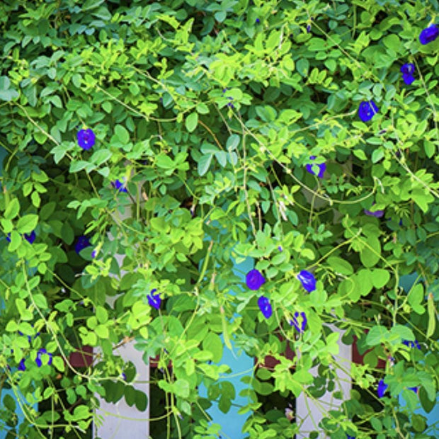 Blue Butterfly Pea Vine Flower - 35 Seeds - South Mountain Nursery