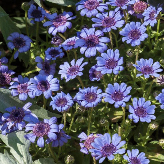 Blue Daisy - 100 Seeds - Colorful Flowers Garden Plants - South Mountain Nursery
