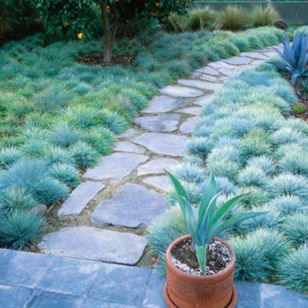 Blue Fescue Ornamental Grass Seeds - Perennial, Low Growing, Drought Tolerant - South Mountain Nursery