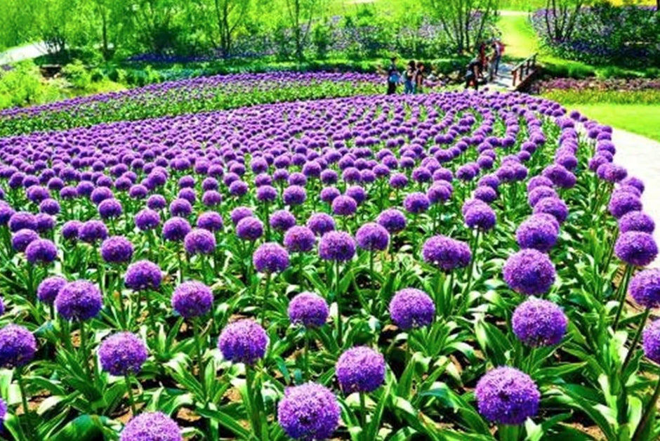 planting giant allium seeds Blue Purple Giant Allium Seeds - Globemaster Allium Giganteum Flower Seeds
