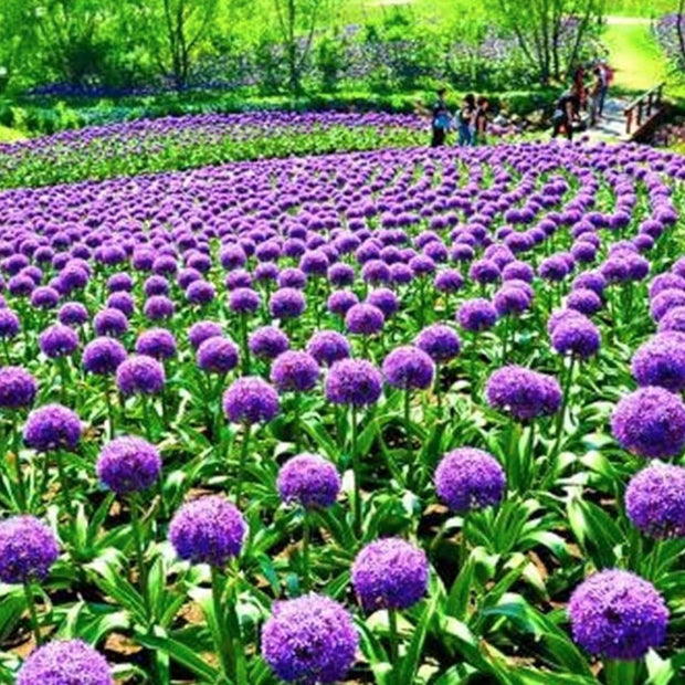 Blue Purple Giant Allium Seeds - Globemaster Allium Giganteum Flower Seeds - South Mountain Nursery