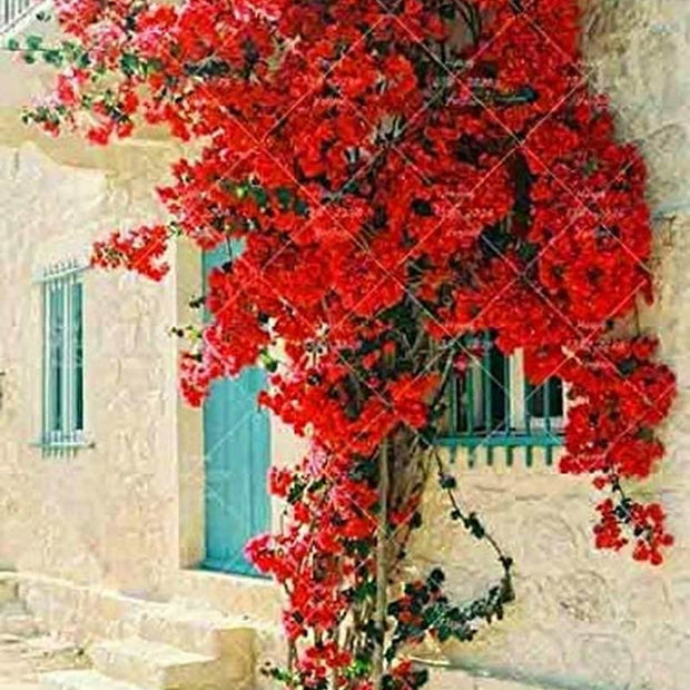 Bougainvillea Ornamental Red Flowers - 50 Seeds - South Mountain Nursery