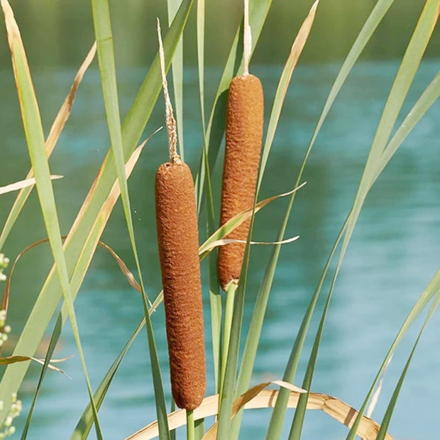 Cattail - 50 Seeds - Typha Latifolia Perennial Fast - Growing Ornamental Landscape Decorate Ponds Bog Garden Outdoor - South Mountain Nursery