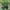 Caveman's Club Gourd Seeds - Lagenaria Siceraria - Easy to Grow Vegetable Garden - South Mountain Nursery