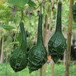 Caveman's Club Gourd Seeds - Lagenaria Siceraria - Easy to Grow Vegetable Garden - South Mountain Nursery