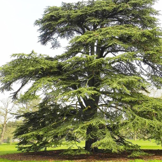 Cedrus Libani - 15 Seeds - Cedar of Lebanon Needled Evergreen Drought Tolerant Landscape Outdoor - South Mountain Nursery