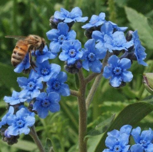 Chinese Forget Me Not Seeds - Cynoglossum amabile - Blue Beauty Wildflower - Seed Packet - South Mountain Nursery