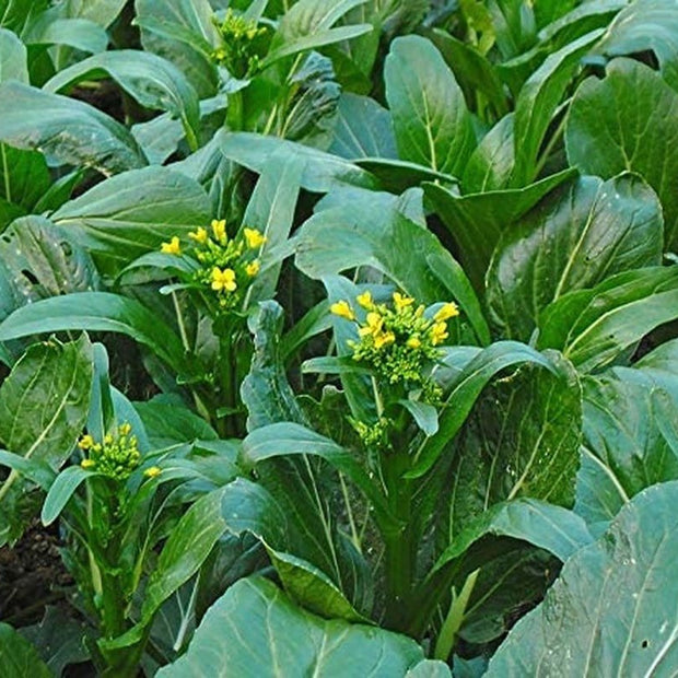 Choy Sum Yu Choy Chinese Flowering Cabbage - 1000 Seeds - South Mountain Nursery