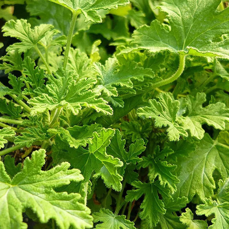 buy citronella plant seeds Citronella 500 Seeds - Mosquito Repellant Fresh Garden Home Plant Seeds