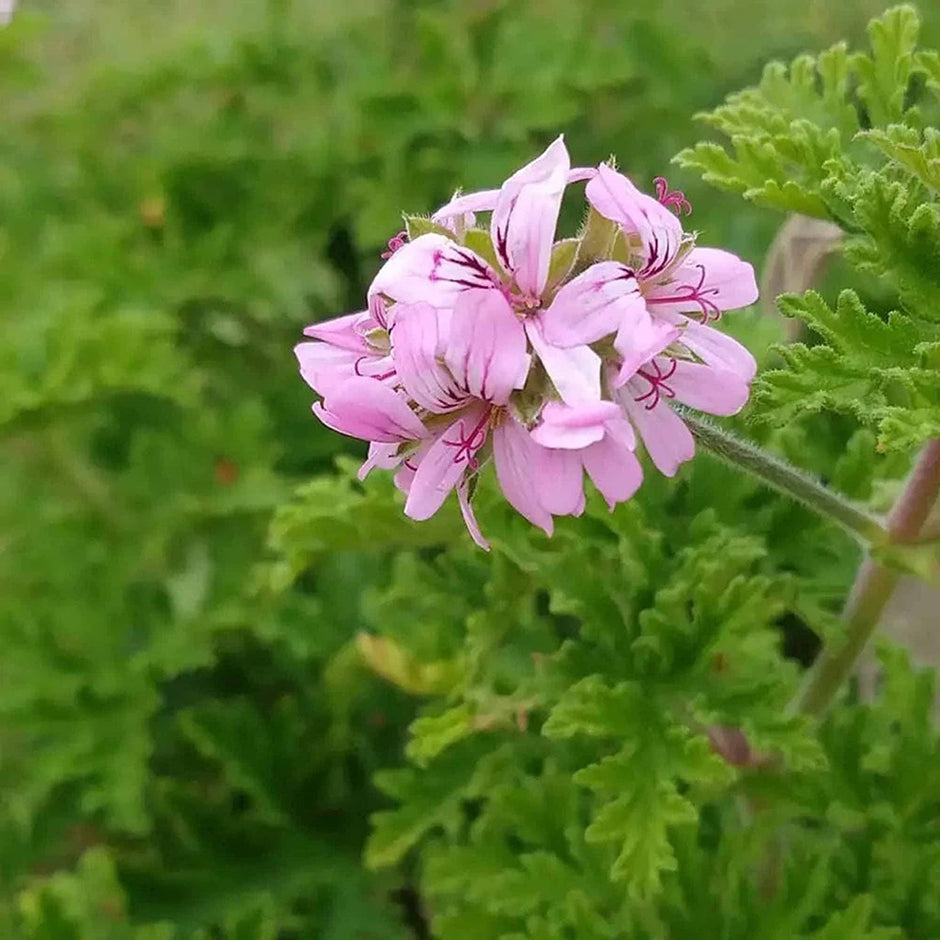 citronella seeds for planting Citronella 500 Seeds