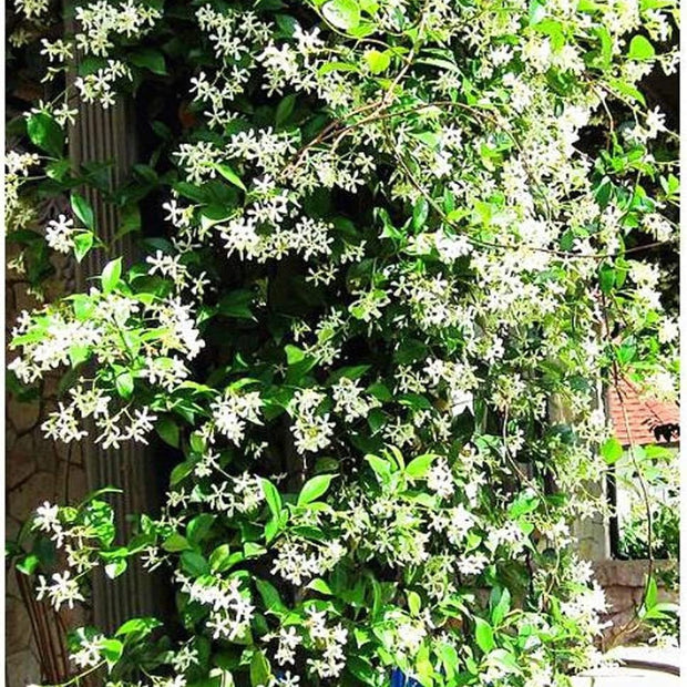 Climbing Jasmine Flower - 50 Seeds - Fragrant Plant, Four Seasons Evergreen Garden - South Mountain Nursery