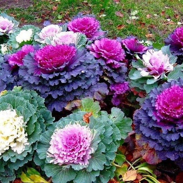 Colorful Japanese Ornamental Cabbage Osaka Mix Decorative - 50 Seeds - Flowering Kale Mix - South Mountain Nursery