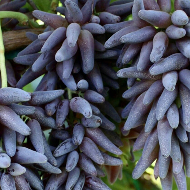 Cotton Candy - Heirloom Rare Deep Black Purple Finger Grape Seeds - Vitus Vinifera - Sweet Fruit - South Mountain Nursery