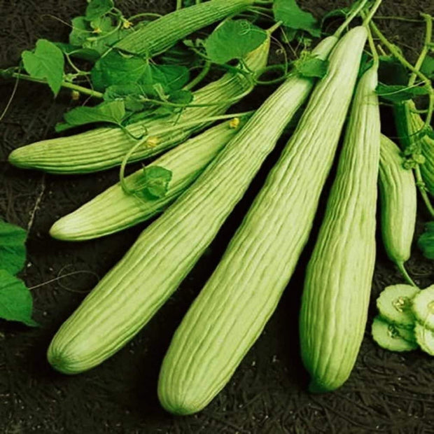 Cucumber Armenian Long - 10 Seeds - 70 Day Harvest Vegetable Heirloom Non GMO - South Mountain Nursery