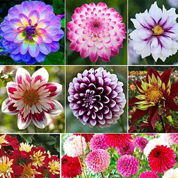 Dahlia Pompon Flower - 100 Seeds - Variabilis Rare Beautiful Annual Outdoor - South Mountain Nursery