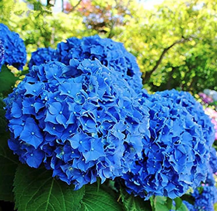 Dark Blue Hydrangea Seeds - Beautiful Attractive Showy and Hardy Perennial Flowers - South Mountain Nursery