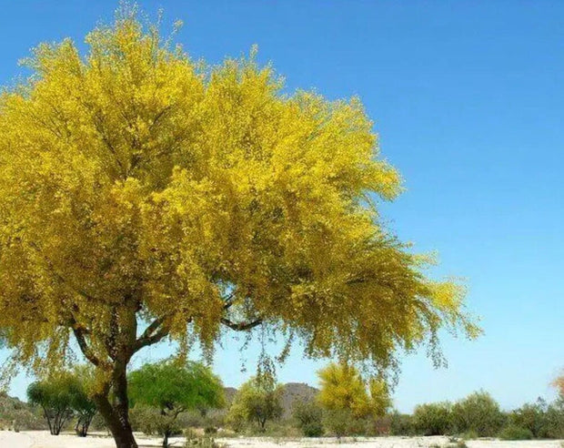 Desert Museum - Thornless Palo Verde Seeds - South Mountain Nursery
