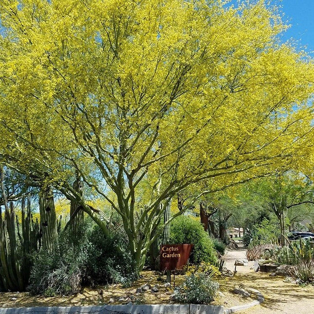 Desert Museum - Thornless Palo Verde Seeds Cercidium x 'Desert Museum' - South Mountain Nursery