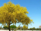 Desert Museum - Thornless Palo Verde Seeds Cercidium x 'Desert Museum' - South Mountain Nursery