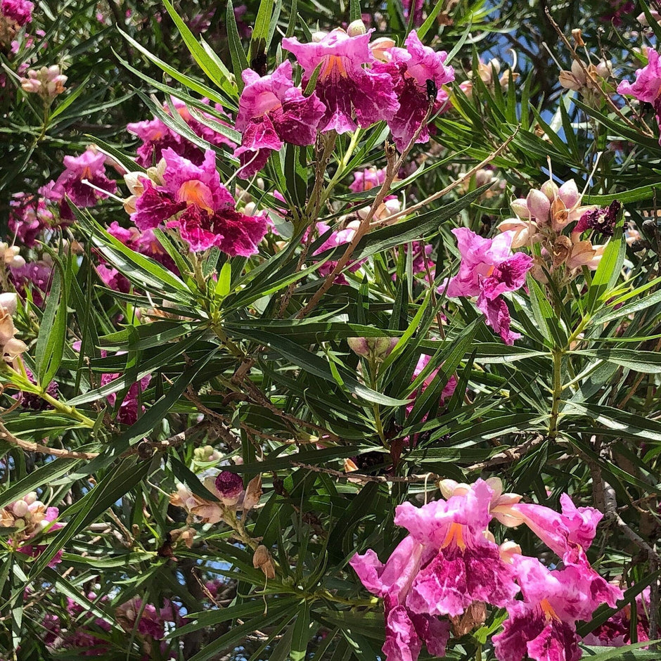 Desert Willow Tree Seeds - Chilopsis Linearis, Large Pink Flowers, Fast Growing - South Mountain Nursery