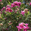 Desert Willow Tree Seeds - Chilopsis Linearis, Large Pink Flowers, Fast Growing - South Mountain Nursery