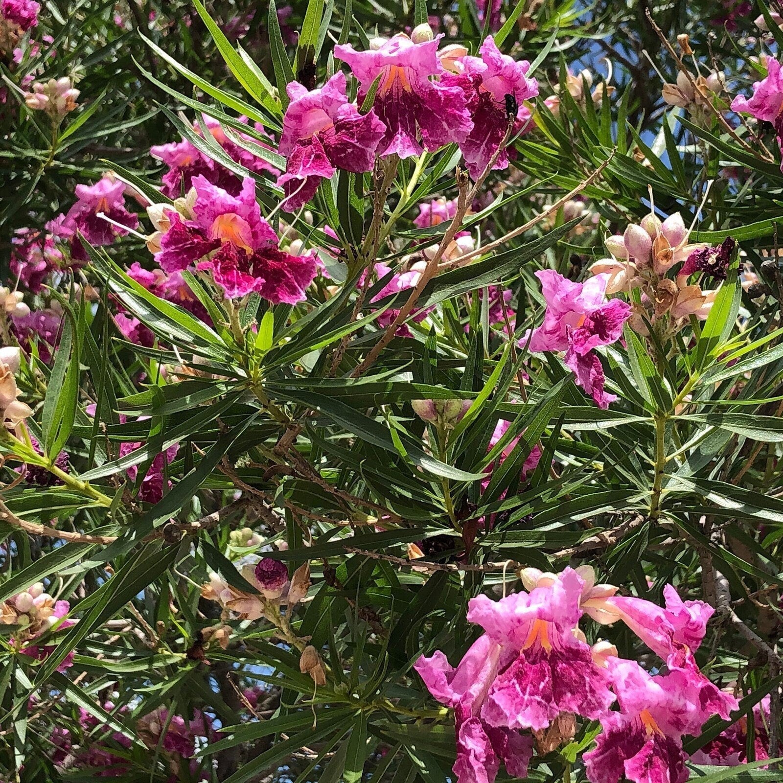 Desert Willow Tree Seeds - Chilopsis Linearis, Large Pink Flowers, Fast Growing - South Mountain Nursery
