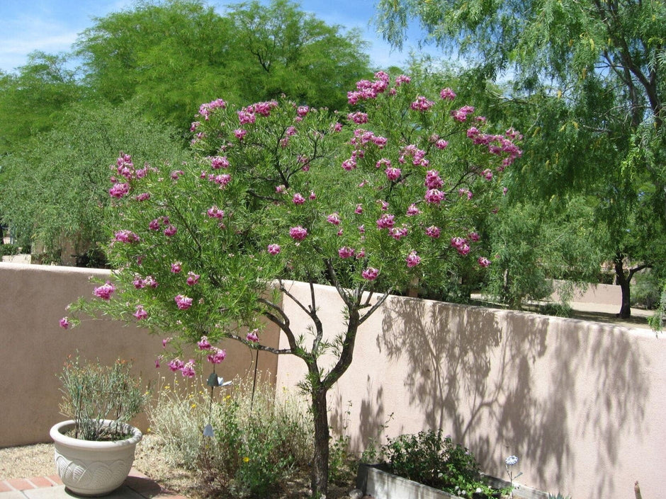 Desert Willow Tree Seeds - Chilopsis Linearis, Large Pink Flowers, Fast Growing - South Mountain Nursery