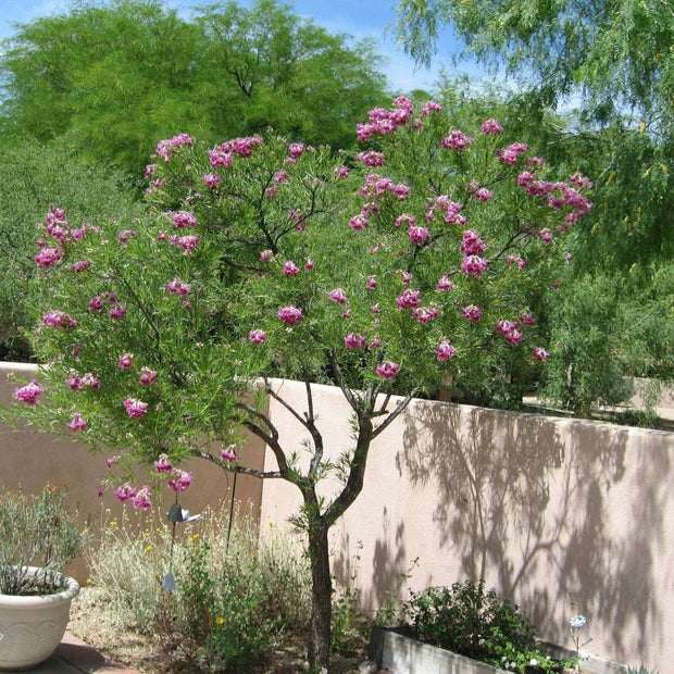Desert Willow Tree Seeds - Chilopsis Linearis, Large Pink Flowers, Fast Growing - South Mountain Nursery