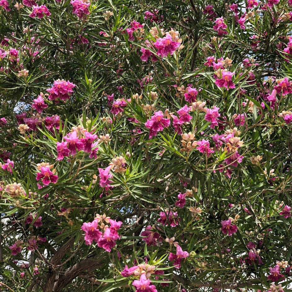 Desert Willow Tree Seeds - Chilopsis Linearis, Large Pink Flowers, Fast Growing - South Mountain Nursery