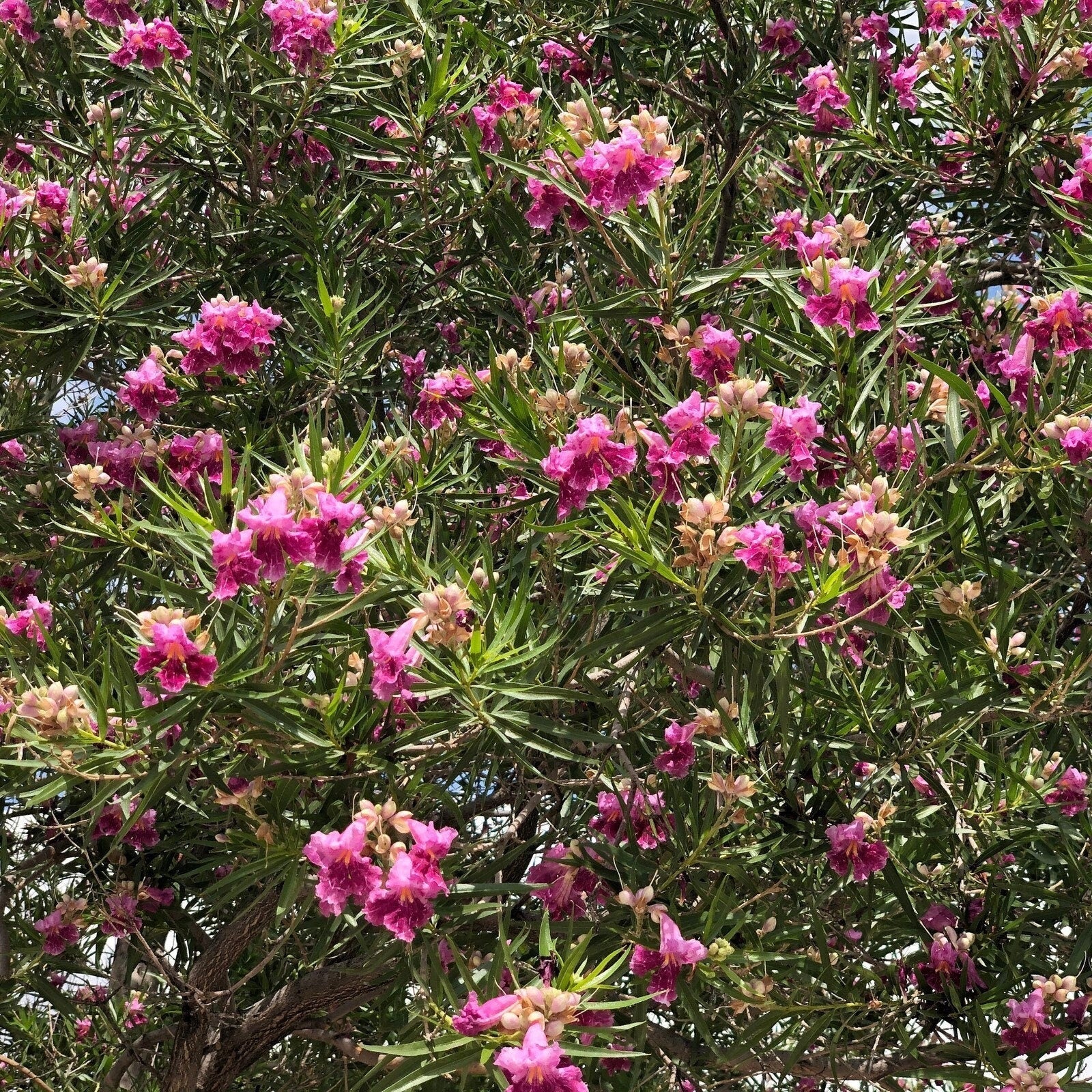 Desert Willow Tree Seeds - Chilopsis Linearis, Large Pink Flowers, Fast Growing - South Mountain Nursery