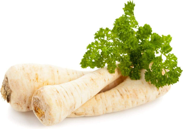 Dutch Hamburg Parsley Root Sugar Heirloom Herbs Vegetable Non GMO - 2000 Seeds - South Mountain Nursery