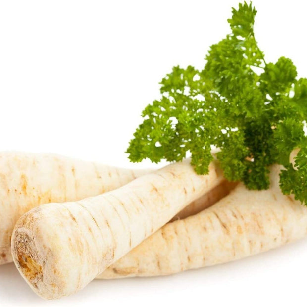 Dutch Hamburg Parsley Root Sugar Heirloom Herbs Vegetable Non GMO - 2000 Seeds - South Mountain Nursery