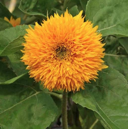 Dwarf Sungold Sunflower Seeds - Helianthus Annuus - Teddy Bear Fluffy Pompoms - South Mountain Nursery
