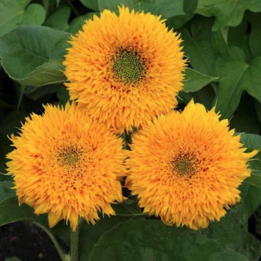 Dwarf Sungold Sunflower Seeds - Helianthus Annuus - Teddy Bear Fluffy Pompoms - South Mountain Nursery