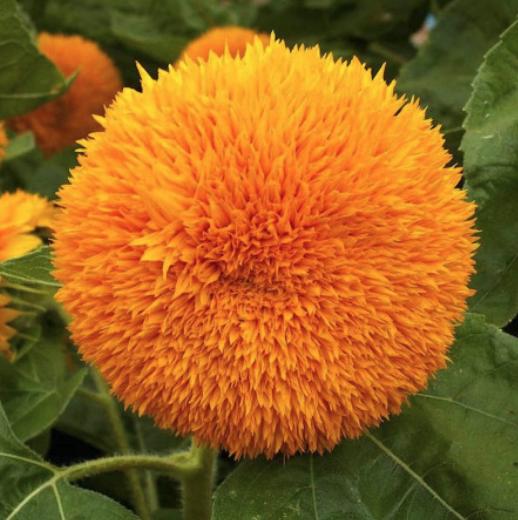 Dwarf Sungold Sunflower Seeds - Helianthus Annuus - Teddy Bear Fluffy Pompoms - South Mountain Nursery