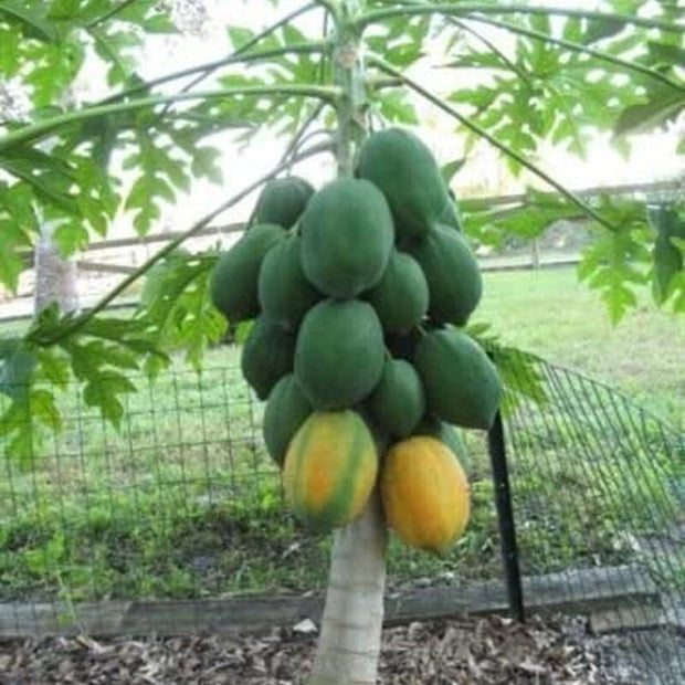 Dwarf Waimanalo Papaya - 10 Seeds - Rare Tropical Fruit Tree Seeds Plant - South Mountain Nursery