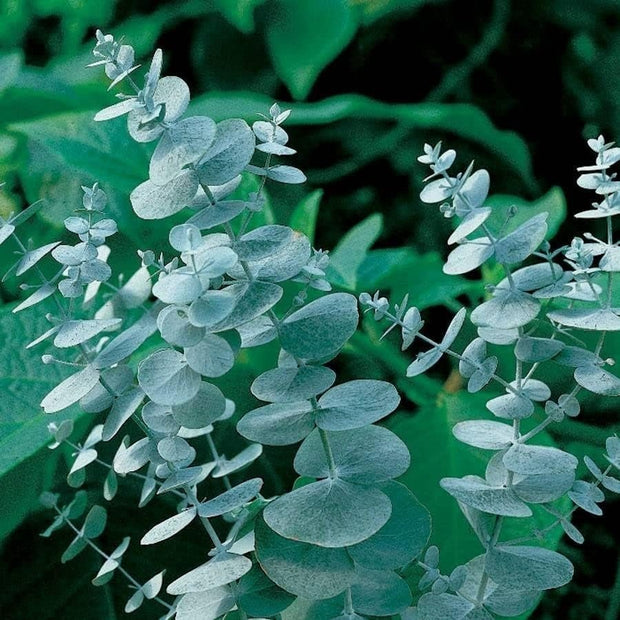 Eucalyptus Pulverulenta Baby Blue Seeds - Silver Leaved Mountain Gum - Powdered Gum - Mountain Silver Seeds - Rare and Viable Seeds - South Mountain Nursery