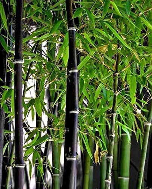 Exotic Black Bamboo - 300 Seeds - Ornamental Plant Privacy Screen - South Mountain Nursery