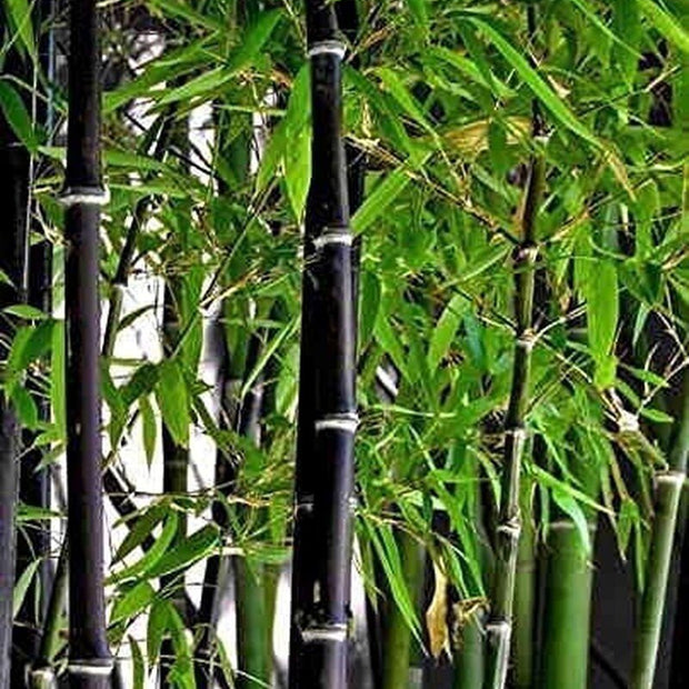 Exotic Black Bamboo - 300 Seeds - Ornamental Plant Privacy Screen - South Mountain Nursery