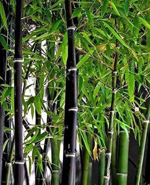 Exotic Black Bamboo - 300 Seeds - Ornamental Plant Privacy Screen - South Mountain Nursery