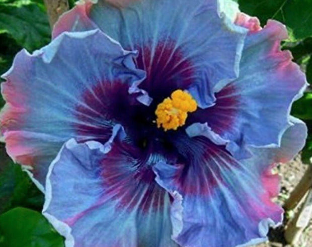 Fairy Dust Hibiscus Seeds - Perennial Flower Seed - South Mountain Nursery