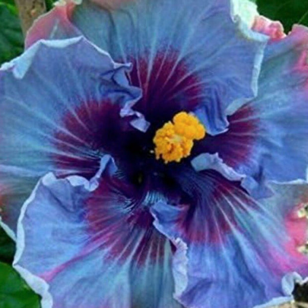Fairy Dust Hibiscus Seeds - Perennial Flower Seed - South Mountain Nursery