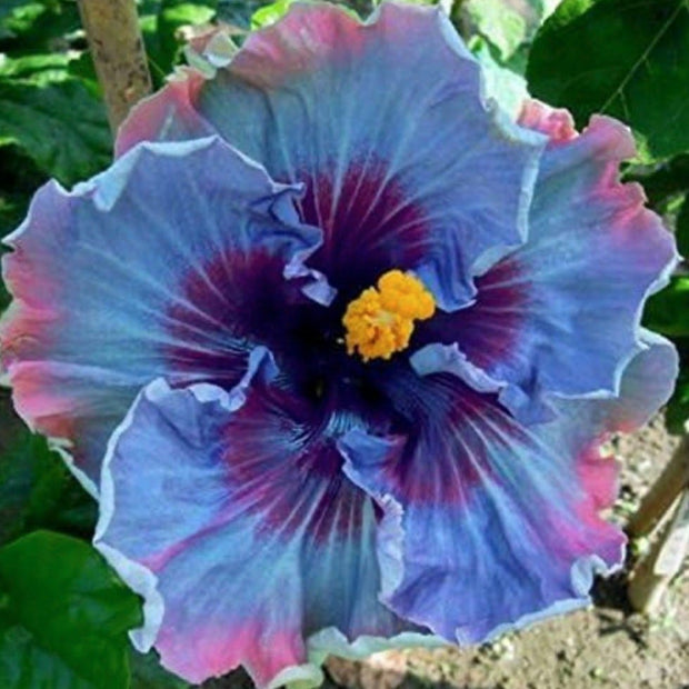 Fairy Dust Hibiscus Seeds - Perennial Flower Seed - Easy to Grow - Huge 10 - 12 Inch Flowers - South Mountain Nursery