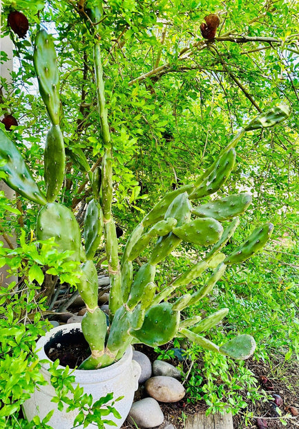 Fast Growing Opuntia Prickly Pear Cactus Edible Fruit, Stunning Flowers, 2 Large Pads - Organically Grown in Phoenix, AZ - FREE Shipping - South Mountain Nursery