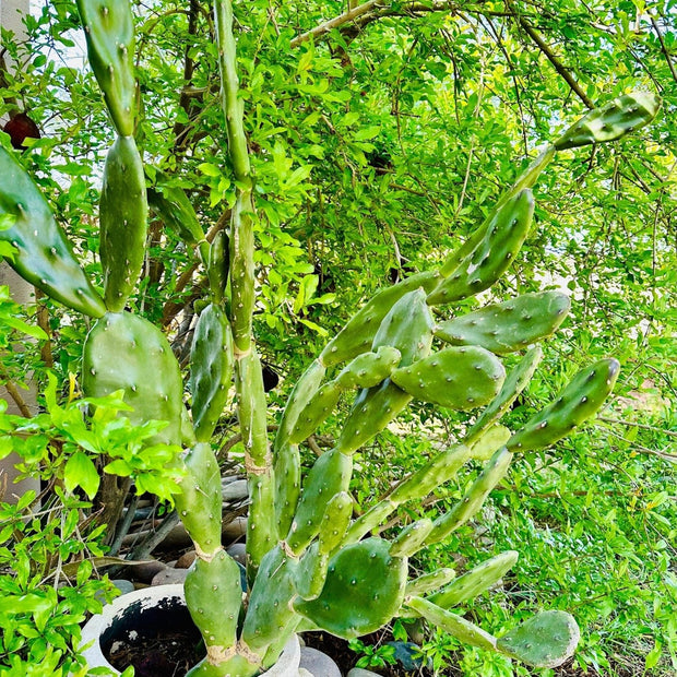 Fast Growing Opuntia Prickly Pear Cactus Edible Fruit, Stunning Flowers, 2 Large Pads - Organically Grown in Phoenix, AZ - FREE Shipping - South Mountain Nursery