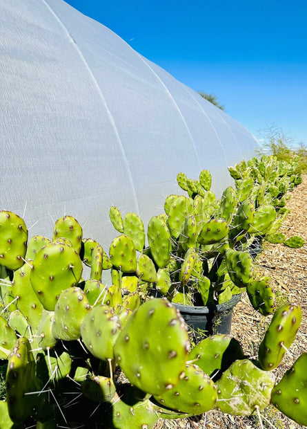 Fast Growing Opuntia Prickly Pear Cactus Edible Fruit, Stunning Flowers, 2 Large Pads - Organically Grown in Phoenix, AZ - FREE Shipping - South Mountain Nursery